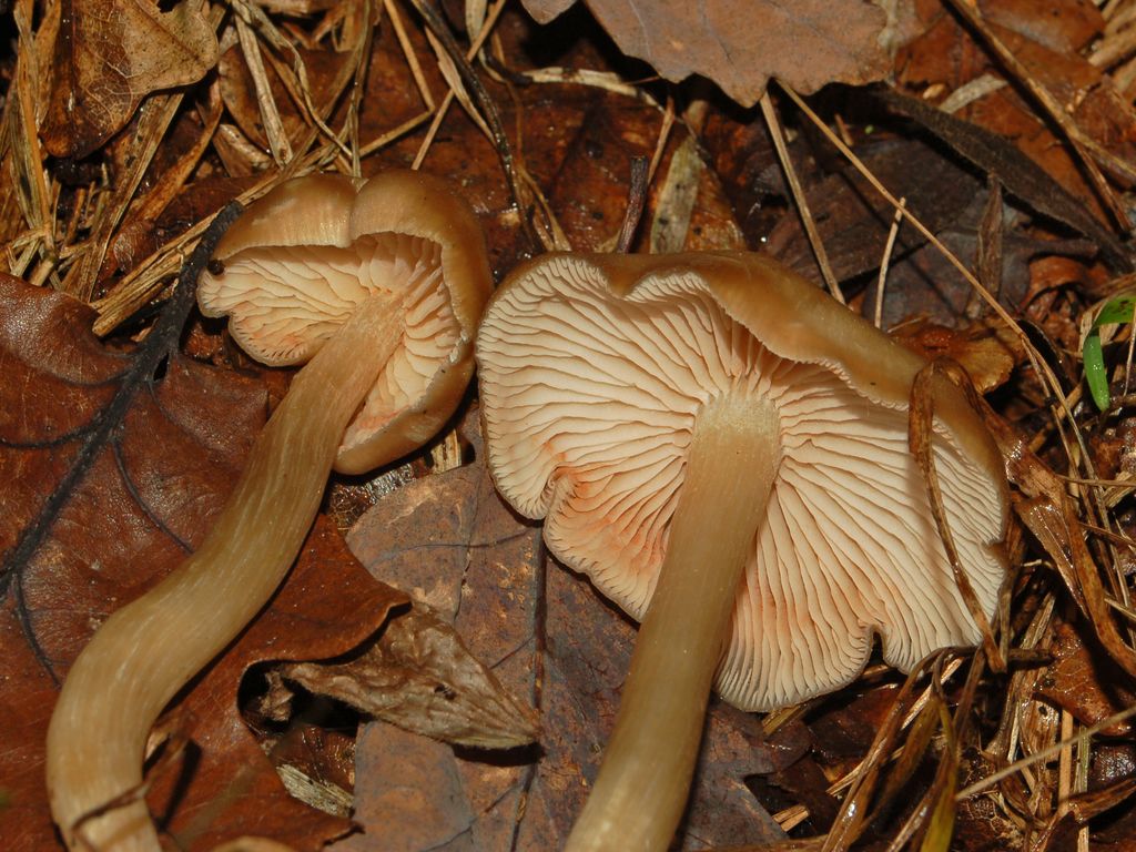 Funghi sconosciuti (Entoloma sp.)